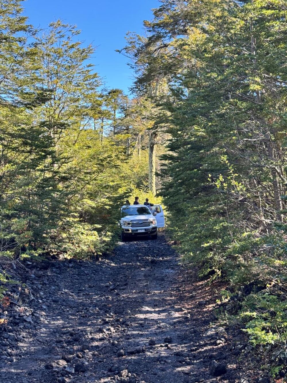 F-150 en bosque de Malalcahuello