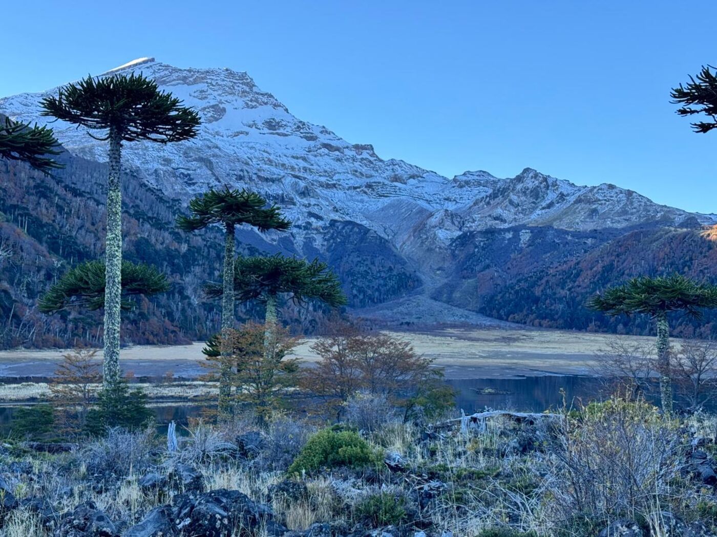 Araucarias milenarias