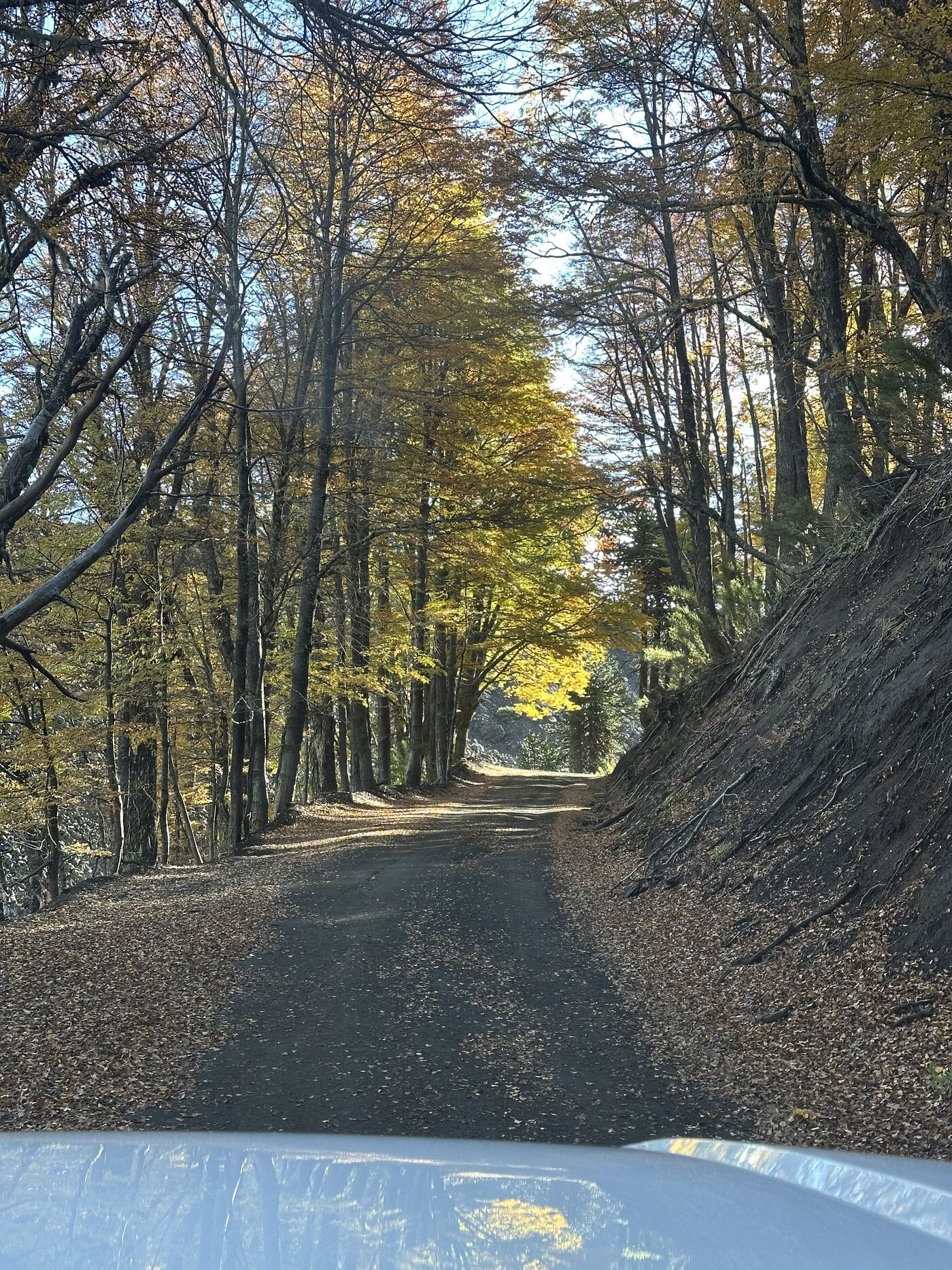 Camino de otoño